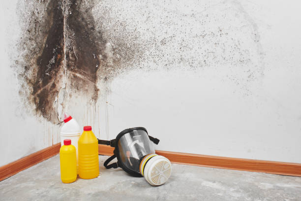 Best HVAC Mold Remediation in Orangetree, FL