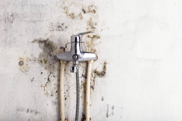 Best Black Mold Remediation in Orangetree, FL