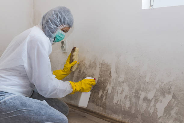 Best Residential Mold Remediation in Orangetree, FL