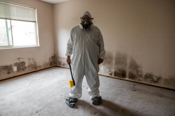Best Black Mold Remediation in Orangetree, FL